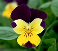 Violette : planter et cultiver – Ooreka