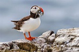 Photographing Seabirds on the Farne Islands - Park Cameras Blog