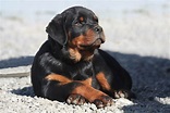 Rottweiler Carattere | Tutto sul carattere del Rottweiler