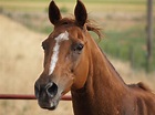 File:Chestnut horse head, all excited.jpg - Wikipedia