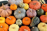 Calabaza ¿Que es? Origen, Beneficios, Tipos, Valor Nutricional y más.