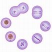 Understand the Stages of Mitosis and Cell Division