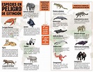 Especies Animales En Peligro De Extincion Infografias El Mundo De Images