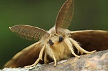 Polilla gitana: el otro insecto gigante que preocupa a Estados Unidos ...