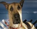 Blog do Bob: Conheça o simpático cachorro do filme "Marmaduke"