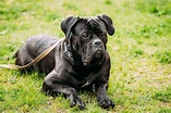 Black Young Cane Corso Dog Sit On Green Grass Outdoors. Big Dog – Dr. Fossum's Pet Care