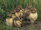 Parliament of Owls : pics