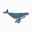 Humpback Whale Color Drawing Digital Art by Aloysius Patrimonio - Fine ...