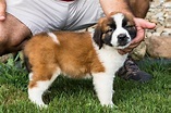 Minnie: Saint Bernard - St. Bernard puppy for sale near Youngstown ...