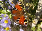 Schmetterlinge bestimmen in deinem Garten | Blühendes Österreich