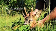 PASSION JAGD - BOCKJAGD - YouTube