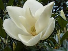 Magnolia grandiflora o magnolio: características, cuidados y mucho más ...