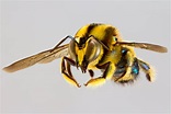 A photographic guide to Australia's bees - Australian Geographic