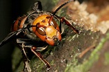 Asian hornets are heading to the UK warn experts having KILLED in ...