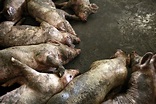 Dead-pig tide and the ongoing danger of China epidemics