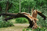What You Should Know About Falling Trees | ArborCare