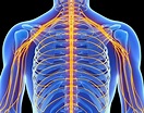 Nerves of the Upper Back and Arms • Military Disability Made Easy