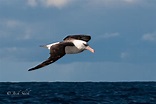 Campbell Albatross - Lord Howe Island Birds