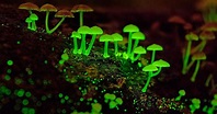 Photographing Glowing Mushrooms in Singapore | PetaPixel