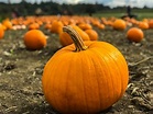 500+ Pumpkin Pictures [HD] | Download Free Images on Unsplash