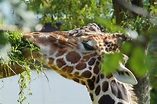 Giraffe beim fressen Foto & Bild | tiere, zoo, wildpark & falknerei ...