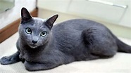 俄羅斯藍貓品種介紹、俄羅斯藍貓性格特點及飼養方法 - 寵愛之家