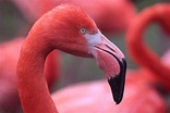 Faszinierende Flamingo-Fakten