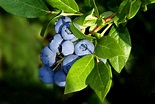 How to Grow Blueberries: Your Go-To Guide for Plant Care