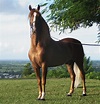File:Puerto rican-Paso-Fino-Horse-chestnut.jpg - Wikipedia, the free ...
