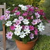 Shop Cosmos Dwarf Mix Seeds | J. Parker's