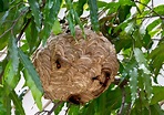 Don't Kick the Hornets Nest: What to do With These Flying Pests ...
