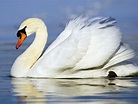 Graceful Swan - High Definition, High Resolution HD Wallpapers : High ...