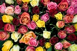 Tipi di rose: quali scegliere per l'occasione giusta - Spedisci fiori