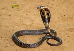 Cobra Real 【 La Serpiente venenosa más grande del planeta