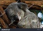 A Sleeping Koala Stock Photo 239220154 : Shutterstock