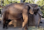 Male Asian Elephant at San Diego Zoo in San Diego, California ...