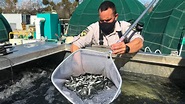 Planes drop CDFW hatchery fish for trout stocking in Sierras | Merced ...