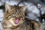 Gatto selvatico dell'Etna: il padrone della montagna - itNicolosi