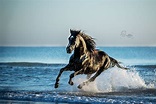Pferd galloppiert im Wasser. Hengst am Strand. Pferdefotografie Ingrid ...