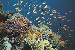 Marine Ecosystem Classification | Sciencing