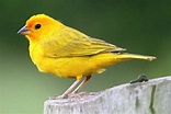 Soñar con Pájaros Amarillos 🥇|【 SIGNIFICADO COMPLETO 】🦜