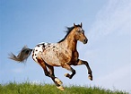 Appaloosa - Welt der Pferde
