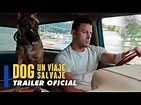 “Dog: Un Viaje Salvaje”: Conoce la Historia que Inspiro esta Cinta ...