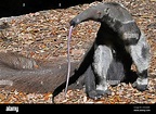 Giant Anteater Standing, Tongue to the Ground Stock Photo - Alamy