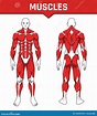 Sistema Muscular Del Entrenamiento De La Anatomía Del Cuerpo Humano ...
