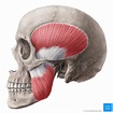 Músculos masticadores: Anatomía, funciones, inervación | Kenhub