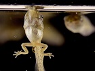 Watch tiny tadpoles breathe by ‘bubble sucking’ | Popular Science