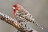 house finch male at Lake Meyer Park IA 2K3A1103 | House finc… | Flickr