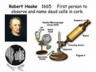 Facts on robert hooke: Robert Hooke | TheSchoolRun — WellHouse Church ...