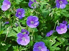 Geranium . 'Johnson's Blue' deep lavender blue flowers. 2 x 13cm Pots £ ...
